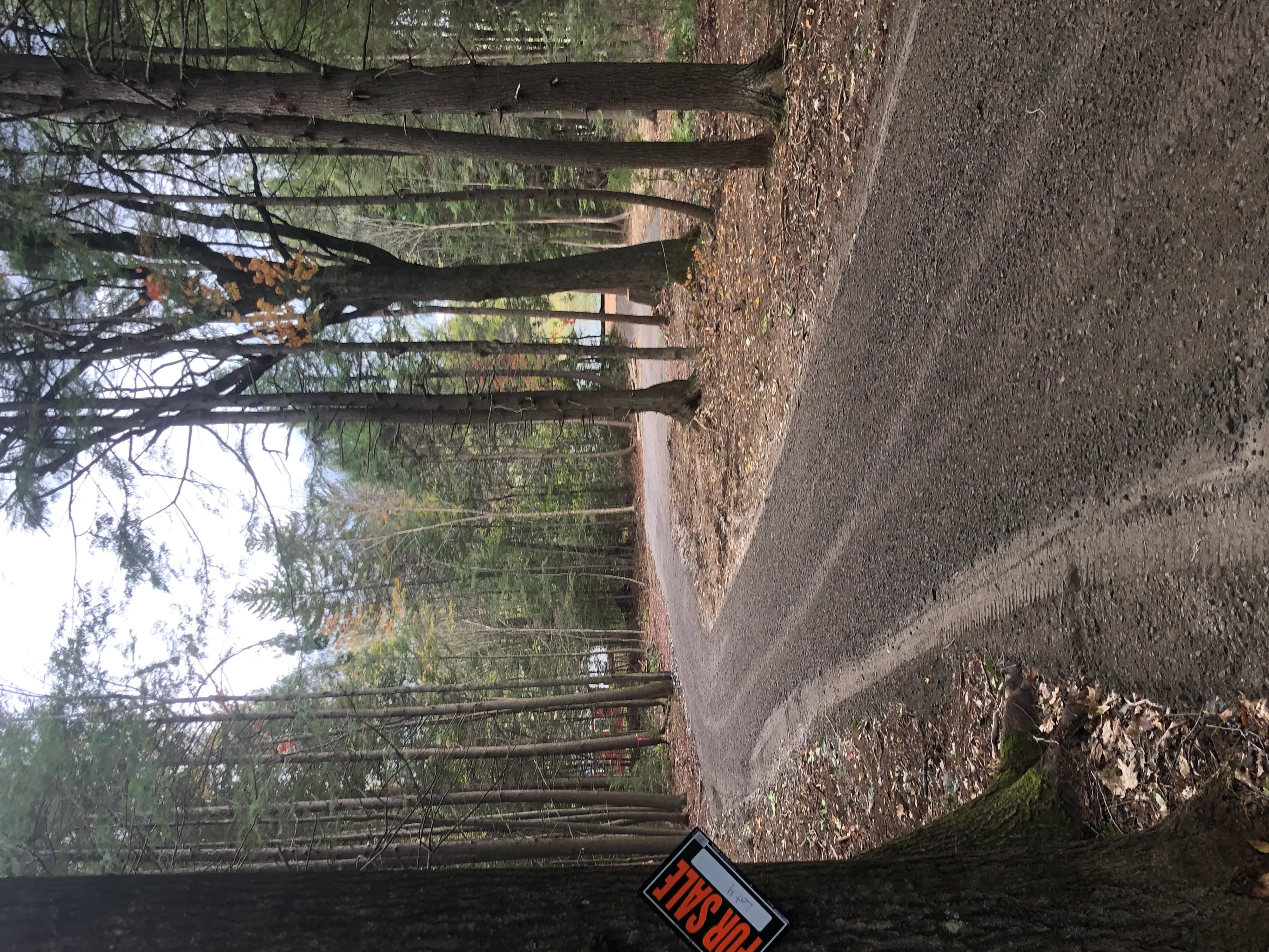 Gravel driveway with cleared vegetation and compacted base material through wooded area